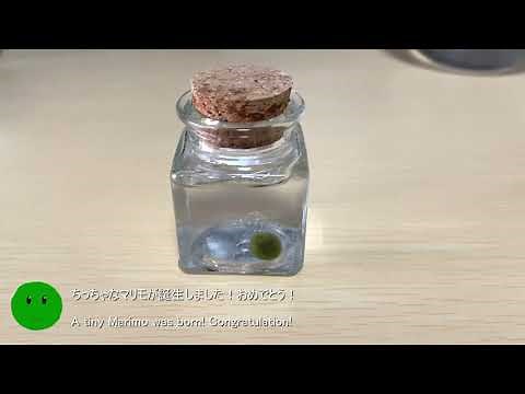 How to make tiny Marimo moss ball