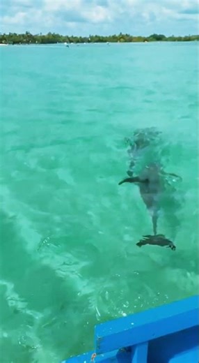 Wait Dolphins Appeared Suddenly #travel #korea #ViralShorts #Trending #beach #fishing #food #shorts