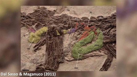 3 Dinosaur Fossils That Preserve Internal Organs