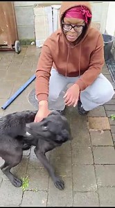 STILL URGENT - Belle, black lab (9mths) We are still looking for a foster home for 9mth old black lab girl, Belle, who is currently living outside in Dublin. She is gorgeous, lovely with people and other dogs but quite lively so needs a foster with a bit of space (and another dog for play/guidance would be a bonus). We can arrange transport for her if you are in Ireland but not on the doorstep. NB we cannot move her to the UK without export paperwork which takes three weeks. | Black Retriever X 