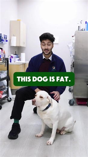 Understanding Dog Weight: Health Risks and Home Checks