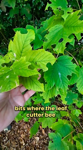 i found where leaf cutter bees have been harvesting. #bees #solitarybees | Get Wild