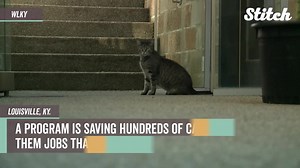 2.4K views · 42 reactions | The Working Cat Program gives cats who aren't adoptable the task of protecting a 60-acre garden!  | WMTW-TV | Facebook
