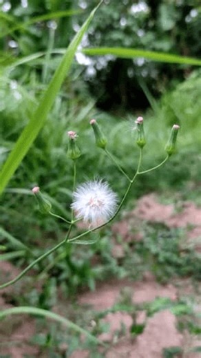 clip-3992758585-close-fluffy-white-cyanthillium-cinereum-flower-head