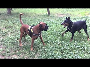 Doberman vs Boxer: Speed vs Power in the Ultimate Showdown