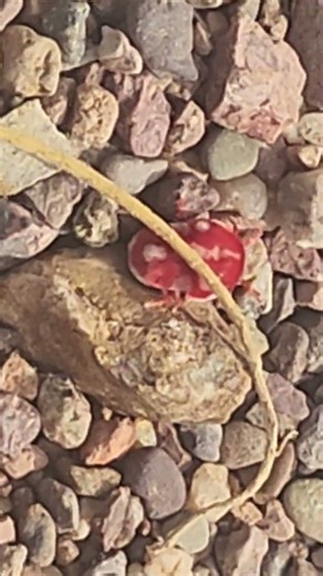 Spotted Red Velvet Mite (Trombidiidae)