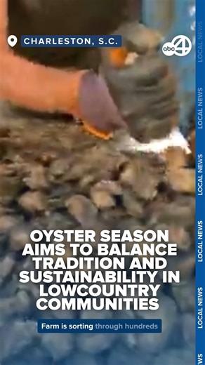 South Carolina’s shellfish harvesting season opened Wednesday, allowing harvesters to collect wild oyster bushels used in roasts. The season also has ripple effects for oyster farmers, who provide a year-round supply to local restaurants. You can read more here: https://bit.ly/4mI8JnJ | WCIV | ABC News 4