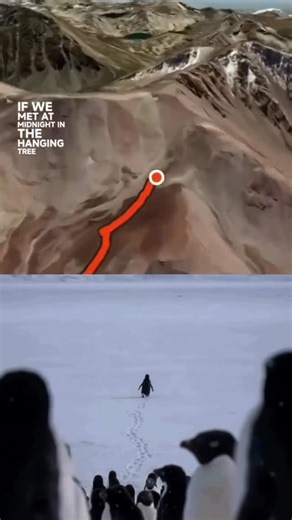 ВИДЕОКРЕАТОР | МОНТАЖ | ШЫМКЕНТ on Instagram: "@kurbanovna.g А вы знали про этого пингвина, который сломал систему? 🐧🏔️ В документалке Вернера Херцога есть момент, от которого мурашки по коже: один пингвин Адели внезапно бросает колонию и идет не к океану за рыбой, а вглубь Антарктиды — прямиком к ледяным горам. Это путь в 70 километров в пустоту, где его ждет верная смерть. Самое жуткое: если его поймать и вернуть к своим, он всё равно развернется и снова побредет к горам. В 2026-м этот парен