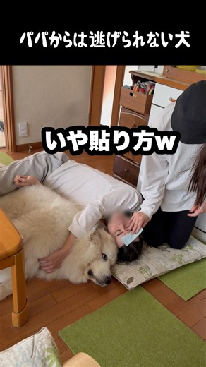 逃げきれなかった愛犬 #greatpyrenees #大型犬のいる生活 #大型犬 #大型犬と暮らす #グレートピレニーズ #ゴールデンレトリバー #癒し #愛犬