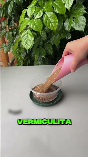Grow a lemon tree using ONLY one leaf 🍋🌱