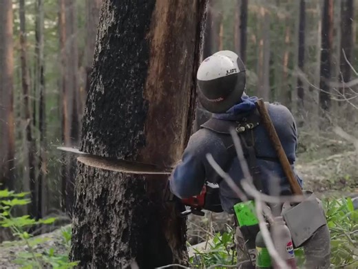 The Most Dangerous Job In America- Logging - Timber Faller-1 #DirtNDieselYT #DieselLife #HeavyEquipment #HaulingAdventures #OutdoorWork