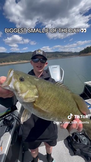 We love smalllies!! can you guess which scent we caught this on ?? #fishing