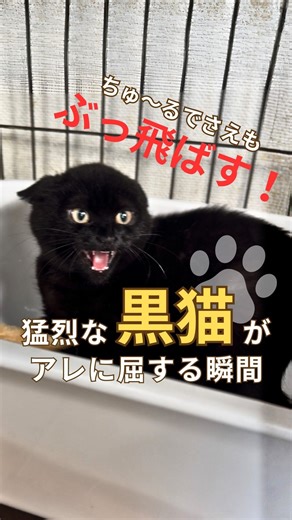 御蔵島の森ネコ（保護猫） on Instagram: "激変っぷりが最高！新入り子猫の里親募集！ まだ馴れていない森ネコ・スニーカーくん、我慢できずにちゅ〜るをペロッ・・・！ もう、たまらなくかわいい🐈️✨ 経験上、こういう猫さんは比較的馴れが早いイメージなので、これからがとっても楽しみです😊✨ 森ネコに出会える場所や飼い主募集情報、活動支援方法などは、Instagramのアカウントトップまたはホームページから！ @mikura.morineko https://oomizunagidori.jimdo.com/ネコの飼い主募集/ ：：： 🌳🐈保護猫の里親さん募集！東京・神奈川・千葉・その他近隣🐈🌳 私たちは、森に棲む野生化猫を保護することで、捕食されてしまう野鳥を守る活動をしています。 元野生化猫も、飼えばかわいい普通の猫なんです。 猫も、鳥も、島の自然を守る活動、ぜひ応援していただけましたら幸いです！ #保護猫 #御蔵島 #里親募集 #保護猫と暮らす #ちゅーる @ciao_campaign"