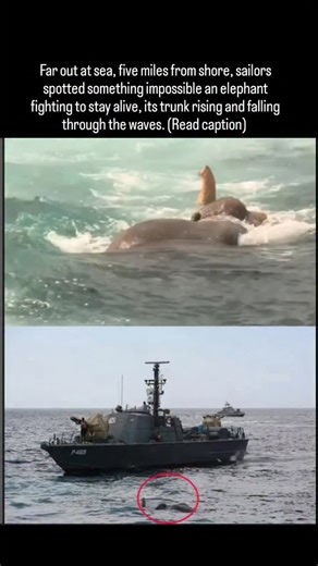 @historyfacts_here on Instagram: "It had been swept away while trying to cross a lagoon, carried deep into open water and too tired to swim back. The Sri Lankan navy rushed to help, launching a rescue that would last twelve grueling hours. Divers surrounded the struggling giant, speaking softly as they looped ropes around its body and slowly towed it toward land. Every movement was a race against time and the elephant’s will to live never wavered. By dusk, its feet touched sand. With one final s