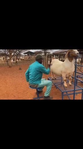 ‼️BEFORE THE SHOW‼️‼Keeping your boer goats cleaned and presentable during shows or sales is very essential. Whatever is presentable is valuable‼️ #fypviralシ #studs #fy #Available LIVESTOCK EXPORTERS SOUTH AFRICA,We are number one exporters of PURE BREED BOER GOATS , a few of our Live stock includes; 1.cattle, 2.dairy, 3.Kalahari, 4.sheep, 5.rabbits, 6.ostrich 7. Turkey 8.Boer Goats and a well-developed poultry and egg industry .On all inquiries on our Premium Quality Livestock, contact;Email: n