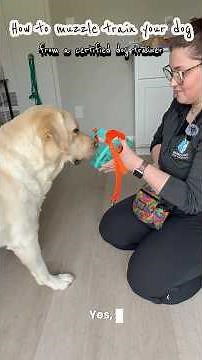 How to muzzle train your dog | learn from a certified dog trainer #muzzletraining #dogtraining