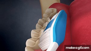Tooth Brushing- Modified Bass Technique on Make a GIF