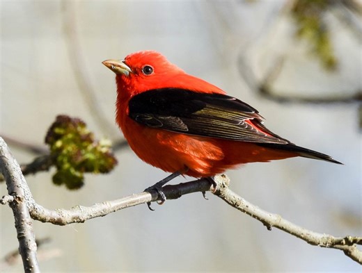 How do birds know when it’s time to migrate?