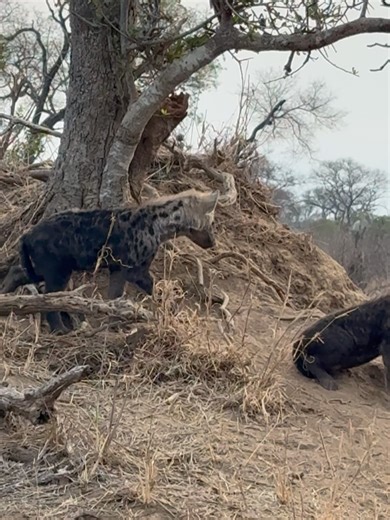 Africa Photography by Corlette Wessels on Reels