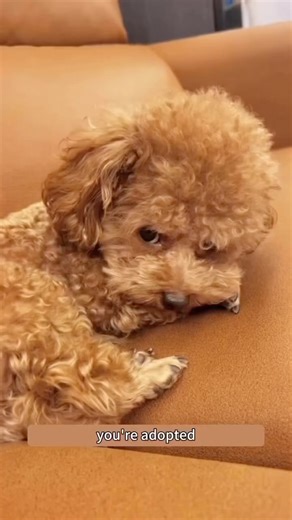 Cavapoo Dog on Instagram: "The harsh truth..🤣 ➖ DM us to get your dog or litter FEATURED! ☺️ We feature cavapoos and all types of doodles and poodles! 🤗 🛍 You can order Short, long-sleeve tee and Hoodie featuring prints of other dog breeds by LINK TO PURCHASE IN OUR BIO 👕⤵️ OR Visit website: https://teepetus.com/cavapoo ====👍 Why choose us? ===== 🚚 Worldwide Shipping ✈️🌎 👕 💥 100% Satisfaction Guarantieed 💥 100% High Quality Fabric 💥 100% Printed in the USA ————-————————————- 💓 We are