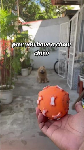 Most Stubborn Dog Breed Ever! (Funny Animal Moments)