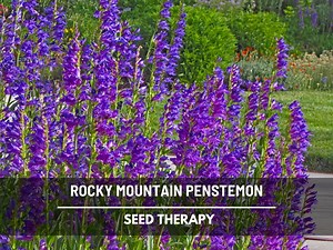 Rocky Mountain Penstemon Seeds – Heirloom, Penstemon Strictus, Native Wildflower, Blue Purple Blooms | 100 Seeds - Etsy