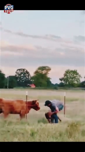 Humanity Wins When Mother’s Love Speaks 🐄❤️ #viralvideo #yt #trending #viral #shorts #youtubeshorts