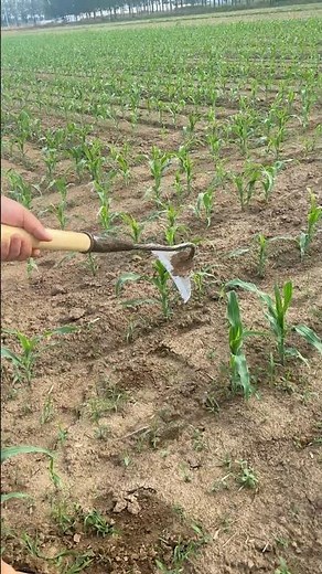 Amazing Farming tool in Action 🚜💥 | JUST KD Agriculture | Part 400