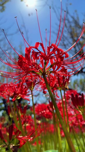 曼珠沙華まつりで美しい花々を楽しもう