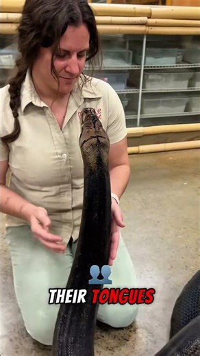 🐍 You Won’t Believe What Snakes Can Really Do! 😱 #shorts