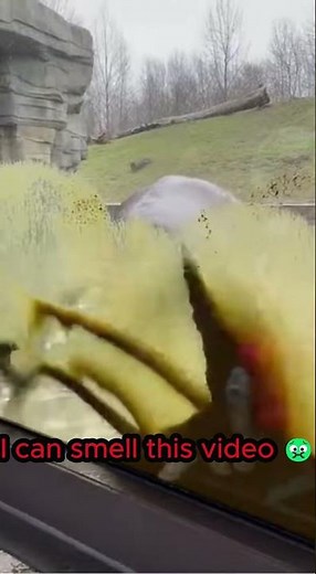 Hippo Sprays Crowd with EXPLOSIVE Poop 💩⚠️