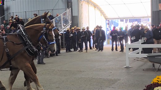 A couple of the first Belgian pairs enter the arena at the Mid-Ohio equine auction early this afternoon. Percherons were sold this morning. Impressive creatures for sure. Fun to be at these auctions. JD | AmishLeben