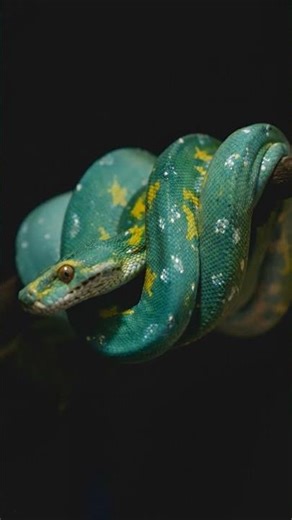 colour splash 🎨#python