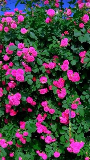 Relaxing Flower Garden Walk Pink Roses in Nature 🌸