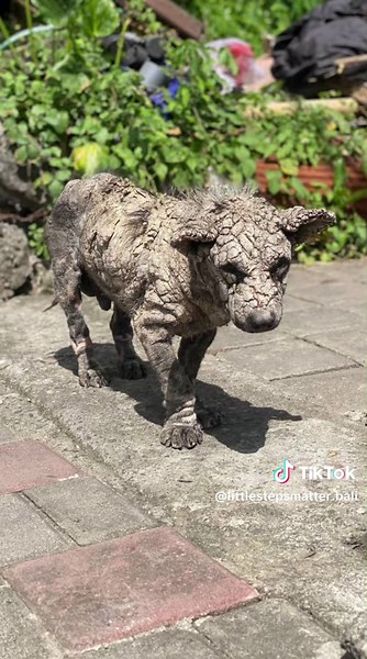 Help Us Save Poleng: A Rescue Story