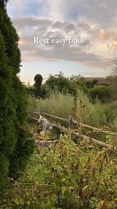 It’s been a year since we had to say goodbye to our 12 year old resident wolf-dog Bear. A loss like this is never easy as our wolves are like family to us and have educated and touched the lives of so many people while residing at Wolf Hollow. After a loss, we notice behavioral changes in the wolves around property as well. Wolves howl for many reasons, rally howling, marking territory, mourning. This was a video of a howl shared by the rest of the resident wolves after Bear had left us…All of t