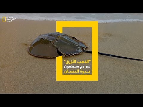 سر دم سلطعون حدوة الحصان