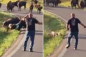 Woman has pants torn off and is knocked unconscious by protective bison