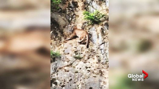 B.C couple has close encounter with Vancouver Island cougar