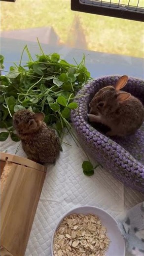 3 week old bunnies