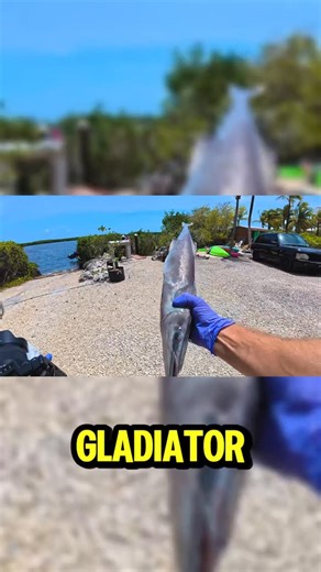 South Florida Fishing Channel on Instagram: "What should next weeks episode be?  #southfloridafishingchannel #fishing"