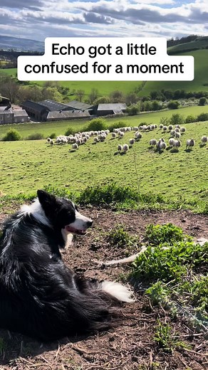 Border Collie Echo Confesses: Sheep Herding Fun