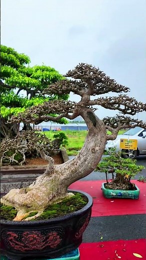 Cây Duối bonsai đẹp #bonsai #bonsaitree #caycanh
