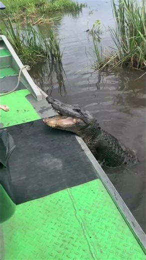 CUTE moment,WATCH till the end