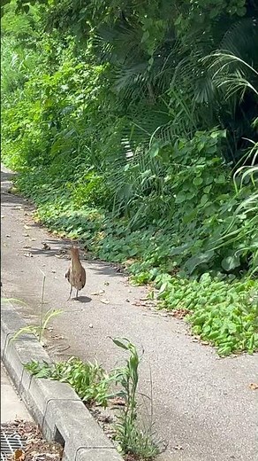 絶滅危惧種 世界に１０００匹もいないと言われる鳥発見！！#ミゾゴイ#石垣島 #絶滅危惧種 #birdwatching #birds #珍しいもの紹介動画 #レア映像 #鳥好き #ishigaki