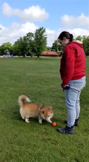 Applications of the counting game. We have a huge, human brain (well, those of us who train without aversive training methods certainly do) so why not use it to our advantage when working with our dogs in order to problem solve? Our dogs are faster than us, have better reactions and better weapons. Let's work with them, rather than trying to overpower them with force. Here, we are using the counting/focus game to teach George, who is 9 months old, to drop the ball so that we don't need to grab i