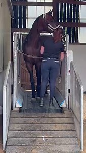 21M views · 10K reactions | Le professionnalisme de l’entraînement du cheval de show Merci à toute l’équipe de Thomas Tomasoni | Oz Arabian France | Facebook