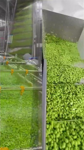 Behind the Scenes: High-Quality Shelled Edamame Production Process
