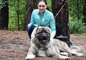 Cual es el perro mas fuerte del mundo ¡ Te sorprenderás!