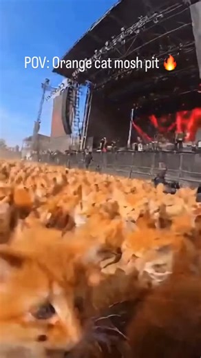 Orange cats moshing 😂🔥 #explorepage #orangecat #moshpit | Stevo